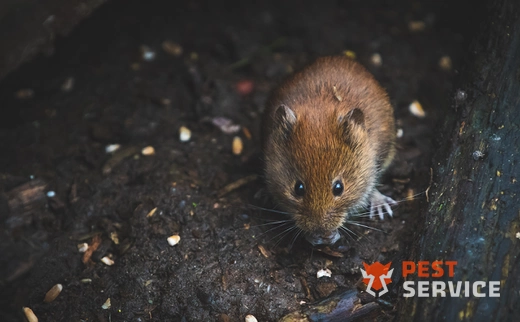 Дератизация в Усолье-Сибирском